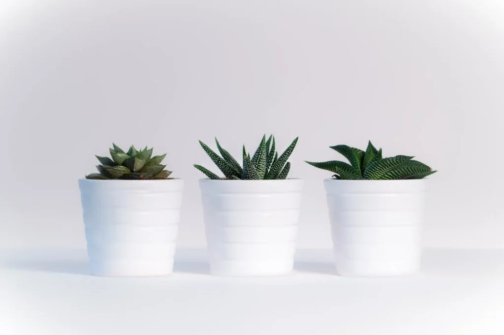 Get your friends these beautiful plants and fill their home with joy